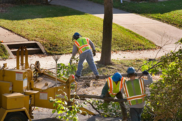 Palm Tree Trimming in Prattville, AL